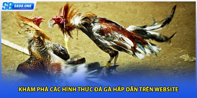 Khám phá các hình thức đá gà hấp dẫn trên website